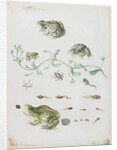 Metamorphosis of a Frog and Blue Flower by Maria Sibylla Graff Merian