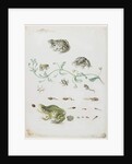 Metamorphosis of a Frog and Blue Flower by Maria Sibylla Graff Merian