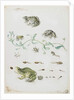Metamorphosis of a Frog and Blue Flower by Maria Sibylla Graff Merian