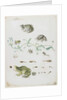 Metamorphosis of a Frog and Blue Flower by Maria Sibylla Graff Merian