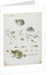 Metamorphosis of a Frog and Blue Flower by Maria Sibylla Graff Merian