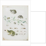 Metamorphosis of a Frog and Blue Flower by Maria Sibylla Graff Merian