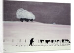 Cows in a snowstorm by Maggie Rowe