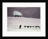 Cows in a snowstorm by Maggie Rowe