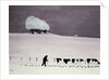 Cows in a snowstorm by Maggie Rowe