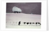 Cows in a snowstorm by Maggie Rowe