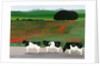 Cows and Poppies by Maggie Rowe