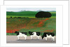 Cows and Poppies by Maggie Rowe