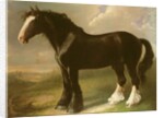 Old English Black Horse by William Shiels