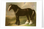 Old English Black Horse by William Shiels