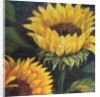 Sunflowers, 2016 by Margo Starkey