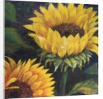 Sunflowers, 2016 by Margo Starkey