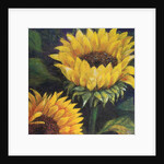 Sunflowers, 2016 by Margo Starkey