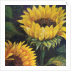 Sunflowers, 2016 by Margo Starkey
