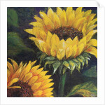 Sunflowers, 2016 by Margo Starkey