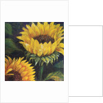 Sunflowers, 2016 by Margo Starkey