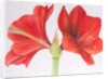 Amaryllis, 2015 by Margo Starkey