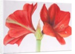 Amaryllis, 2015 by Margo Starkey