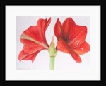 Amaryllis, 2015 by Margo Starkey