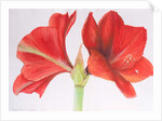 Amaryllis, 2015 by Margo Starkey