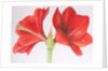 Amaryllis, 2015 by Margo Starkey