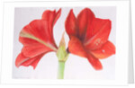 Amaryllis, 2015 by Margo Starkey