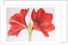 Amaryllis, 2015 by Margo Starkey