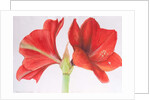 Amaryllis, 2015 by Margo Starkey
