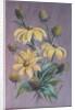 Rudbeckia, 2014 by Margo Starkey
