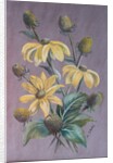 Rudbeckia, 2014 by Margo Starkey