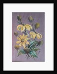 Rudbeckia, 2014 by Margo Starkey