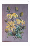 Rudbeckia, 2014 by Margo Starkey