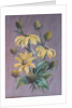 Rudbeckia, 2014 by Margo Starkey