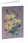 Rudbeckia, 2014 by Margo Starkey