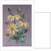Rudbeckia, 2014 by Margo Starkey