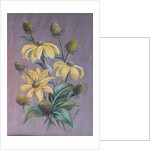 Rudbeckia, 2014 by Margo Starkey