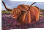Highland Bull in Scotish Heather, 2018 by Margo Starkey