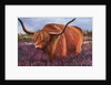 Highland Bull in Scotish Heather, 2018 by Margo Starkey