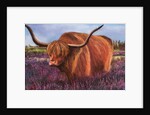 Highland Bull in Scotish Heather, 2018 by Margo Starkey