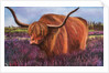 Highland Bull in Scotish Heather, 2018 by Margo Starkey