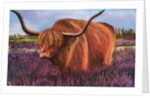 Highland Bull in Scotish Heather, 2018 by Margo Starkey