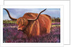Highland Bull in Scotish Heather, 2018 by Margo Starkey