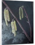 Catkins by Margo Starkey