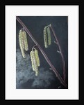 Catkins by Margo Starkey