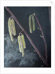 Catkins by Margo Starkey