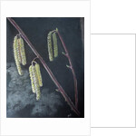 Catkins by Margo Starkey