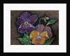 Three Pansies by Margo Starkey