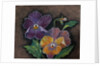 Three Pansies by Margo Starkey