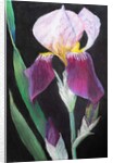 Iris from my garden by Margo Starkey