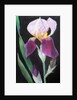 Iris from my garden by Margo Starkey